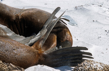 Lion de mer, male, Otaria flavescens, Iles Falkland, Malouines