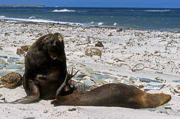 Fototapeta premium Lion de mer, femelle, mâle, Otaria flavescens, Iles Falkland, Malouines