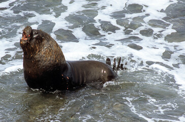 Lion de mer, male, Otaria flavescens, Iles Falkland, Malouines