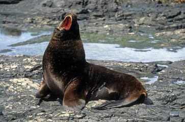 Fototapeta premium Lion de mer, male, Otaria flavescens, Iles Falkland, Malouines