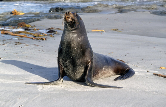 Lion de mer, male, Otaria flavescens, Iles Falkland, Malouines