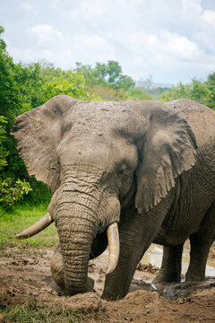 African Elephant