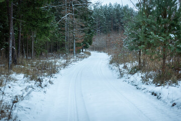 winter forest landscape with snow