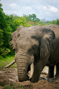 African Elephant