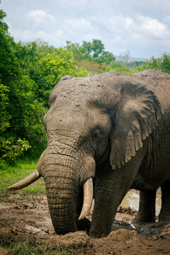 African Elephant