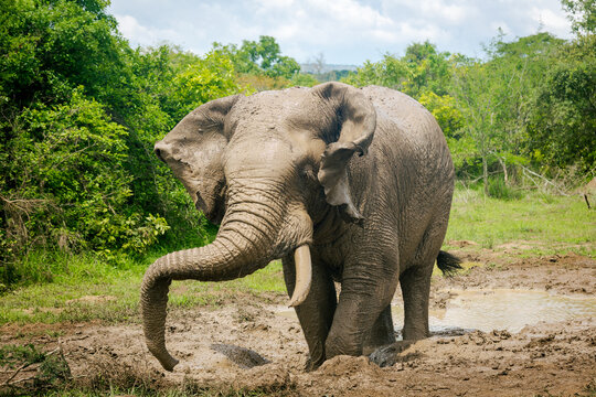 African Elephant