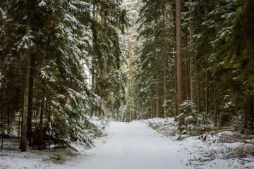 winter forest landscape with snow