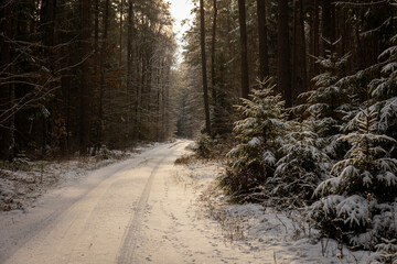 winter forest landscape with snow