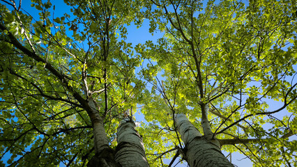 silver poplar tree in the spring