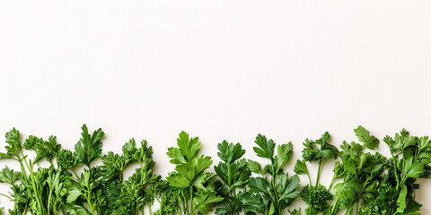 Fototapeta premium A border of fresh green parsley sprigs on a white background.