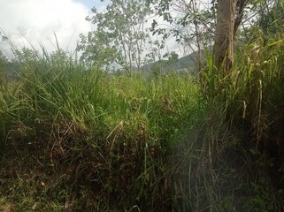 Majestic Landscapes of Sri Lanka. Breathtaking Beauty Capturing the Serene Essence of Nature in Stunning Landscapes. A Journey Through Picturesque Nature Landscapes. The beauty of Nature&rsquo;s Landscape