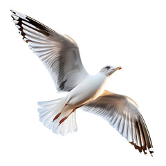 Obraz premium Majestic Bird in Flight Against Clear Background Isolated on transparent background