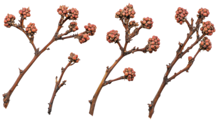 Cultivated Set of Plant Branches With Flower Buds Generative AI