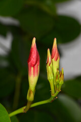 Dipladenia,  Mandevilla sanderi