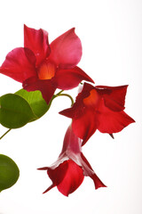 Dipladenia,  Mandevilla sanderi