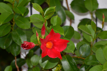 Dipladenia,  Mandevilla sanderi