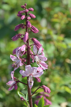 Diptam,  Dictamnus albus