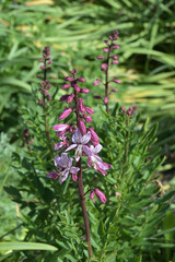 Diptam,  Dictamnus albus