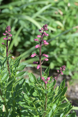 Diptam,  Dictamnus albus