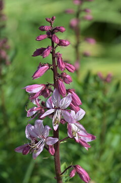 Diptam,  Dictamnus albus