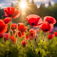 Obraz premium Poppy flowers bloom in a vibrant field as sunlight bathes the landscape during golden hour in spring