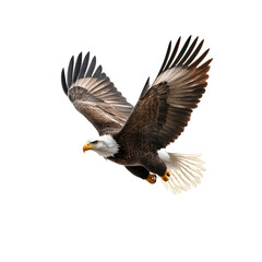 Fototapeta premium Majestic Bald Eagle in Flight Against White Background