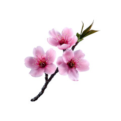 Naklejka premium Delicate Pink Almond Blossom Branch Isolated on Black