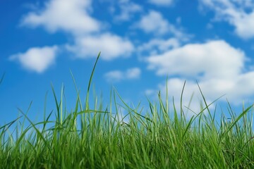 Fototapeta premium Lush green grass with a clear blue sky behind, suitable for outdoor or nature-themed projects