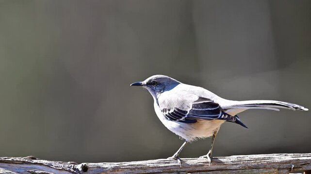 A Mockingbird finding food on a log, slow motion