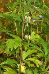 Eisenhut, Herbst,  Aconitum carmichaelii, Spätlese
