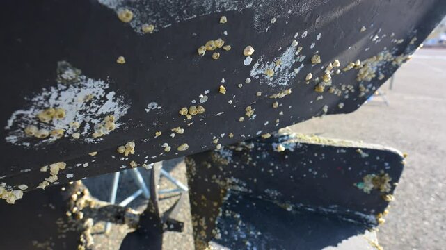 Barnacle on the hull of a motor boat