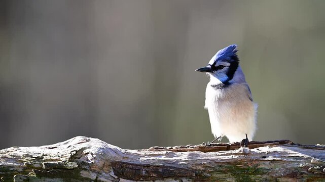 Bluejay in slow motion sitting on log
