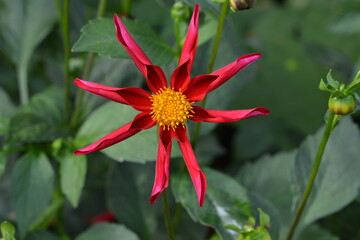 Orchideenblütige Dahlie, Dahlia