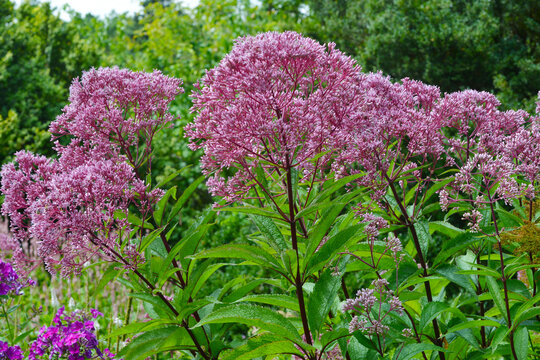 Gefleckter Wasserdost,  Eupatorium maculatum