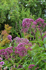Obraz premium Gefleckter Wasserdost, Eupatorium maculatum