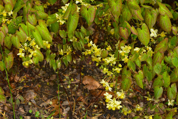 Elfenblume, Algerische, Epimedium perralderianum