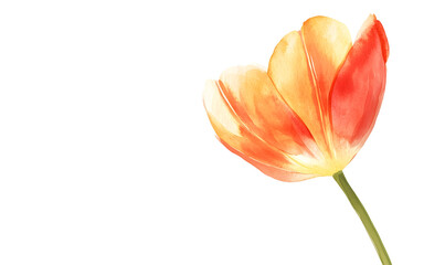 Fototapeta premium Watercolor orange tulip, black background, floral design, greeting card