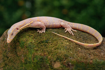 Albino Varanus Salvator Monitor is a white albino version of the water monitor lizard.. 