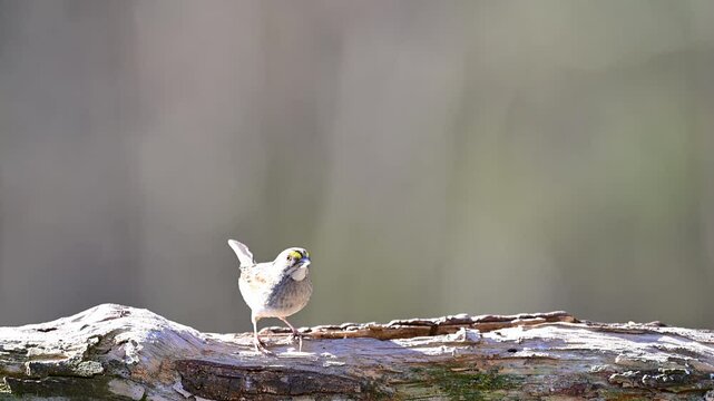 White-throated Sparrow on log, slow motion 