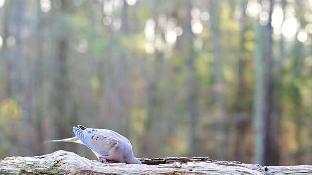 Mourning Doves feeding on a log
