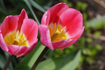 Naklejka premium Tulpen, Tulipa spp. einfache frühe Tulpe