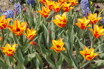 Tulpen,  Tulipa spp. Tulpengruppe mit Hyazinthen