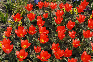 Tulpen,  Tulipa spp. Tulpengruppe mit Hyazinthen