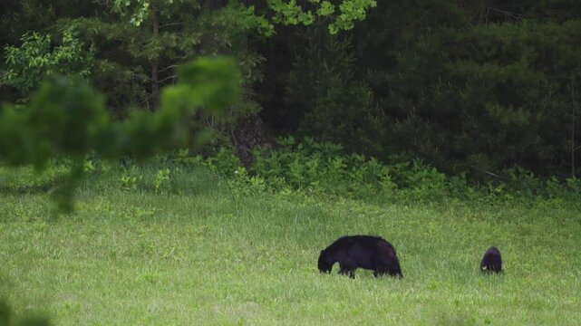 American Black Bear Sow And Cub Feeding In Grassy Glade  