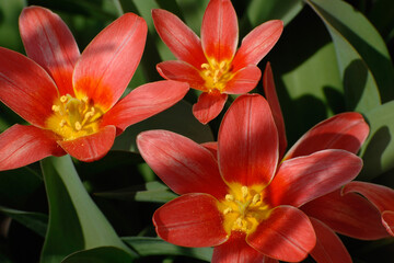 Fototapeta premium Tulpen, Tulipa spp., Tulipa kaufmanniana, Fashion