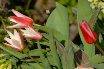 Tulpen, Botanische Tulpe, Tulipa spp. rote, rotweiße Blüte
