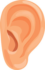 Realistic illustration of a human ear, symbolizing the sense of hearing and the act of listening