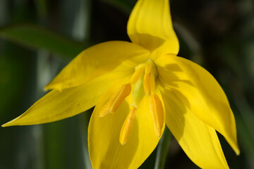 Obraz premium Tulpen, Wilde Tulpe, Weinbergstulpe, Wald-Tulpe, .Tulipa sylvestris