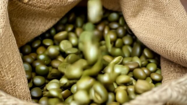 Green coffee beans filling burlap sack