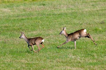 Rehe im Herbst in Brandenburg	